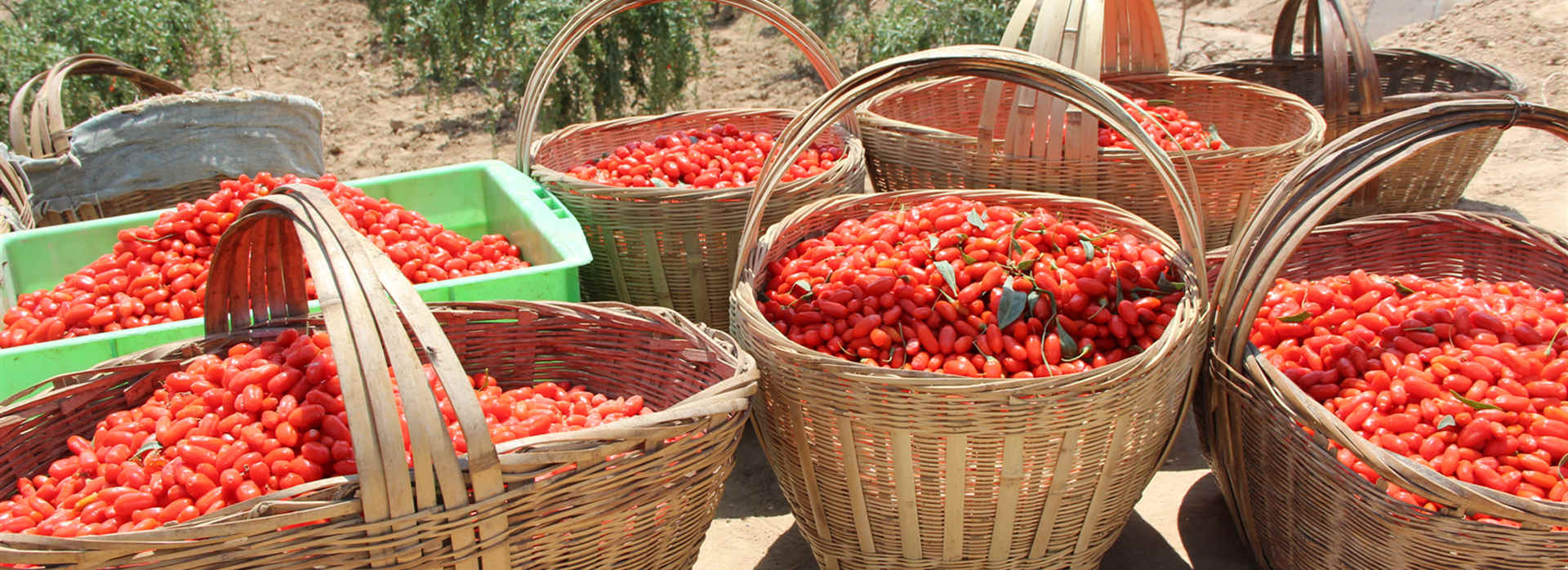 New harvest Goji berry arrived